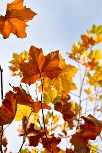 Tree natural decorative