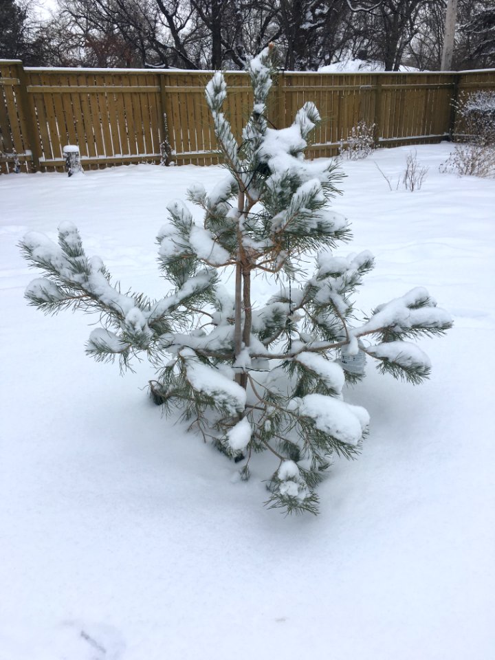 Cheer for Snow