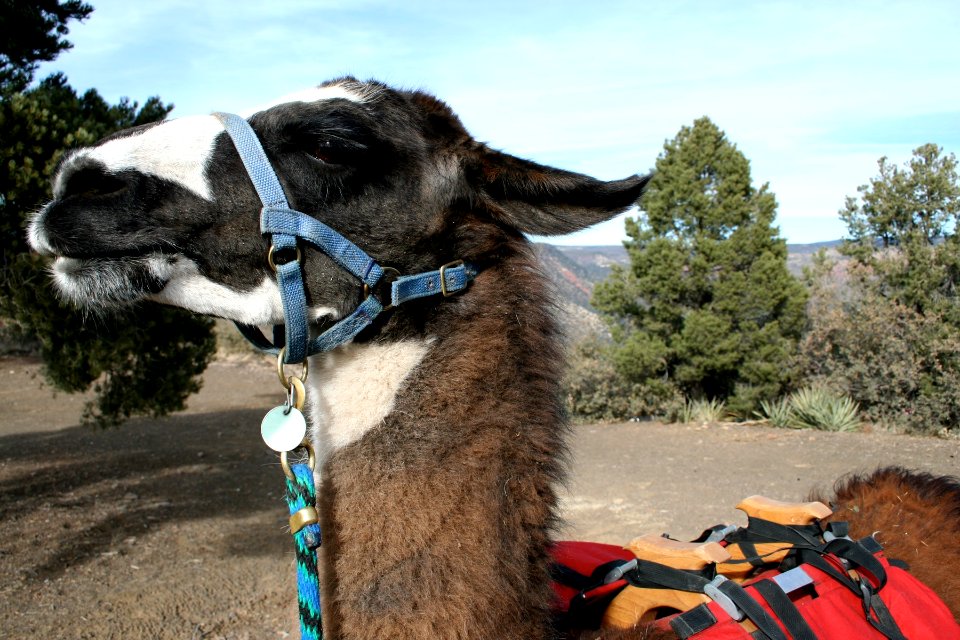 A Llama Named Mike
