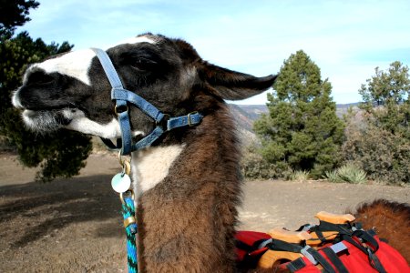 A Llama Named Mike