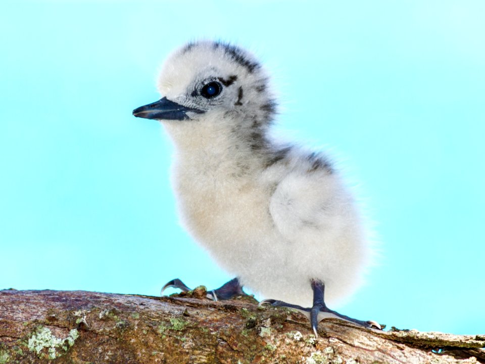 An adorable white tern (Gygis alba) chick against Midway's blue shoals