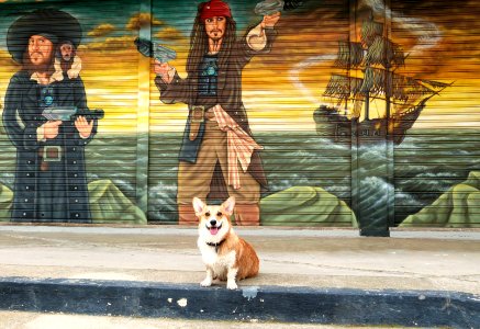 Corgis of the Caribbean