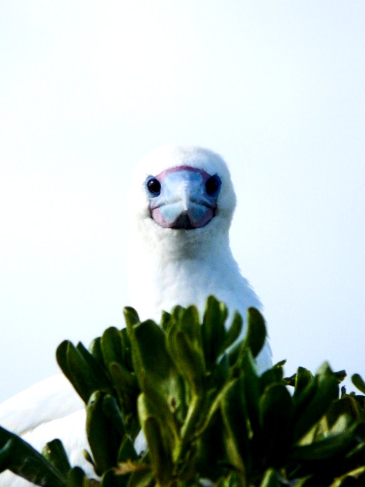 An adult red-footed booby (Sula sula) sits in a beach naupaka (Scaevola taccada) bush