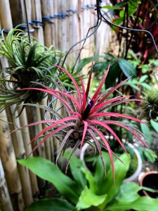 Airplant