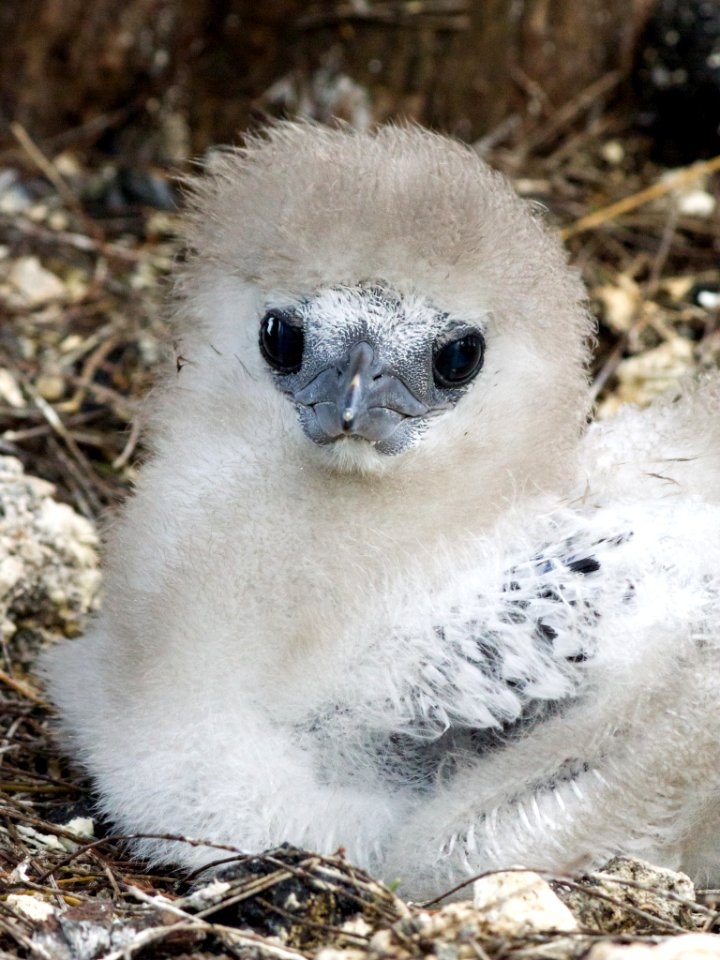 A fuzzy red-tailed tropicbird (Phaethon rubricauda) chick