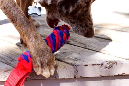 Dexterity at Play