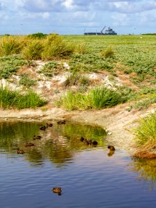 Juvenile Laysan ducks (Anas laysanensis) swim in a seep on Eastern Island; in the background, the U.S. Coast Guard Cutter Kukui has arrived to translocate some of these ducks to Kure Atoll as part of the species conservation plan