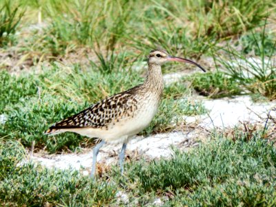 A bristle-thighed curlew (Numenius tahitiensis) photo