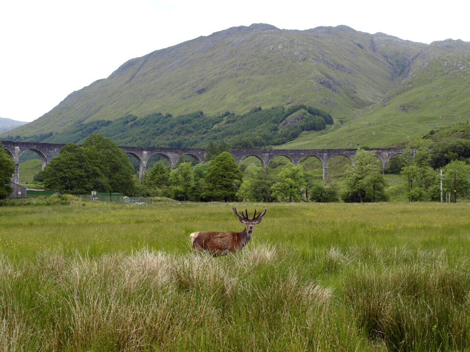 Railway scotland fort william