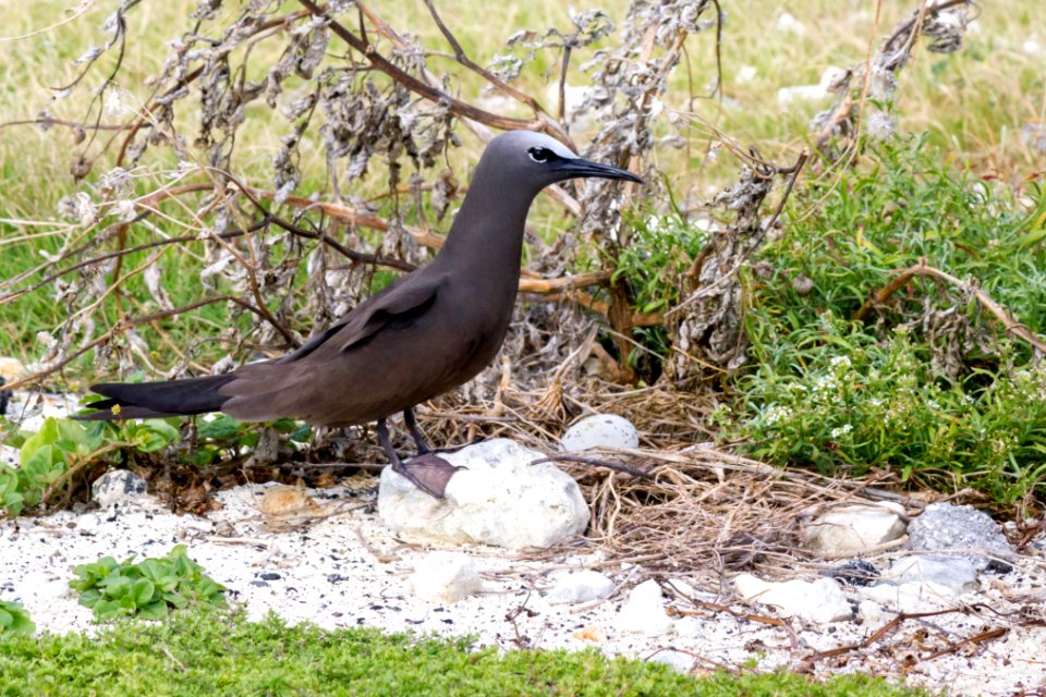 A brown noddy (Anous stolidus) guards its egg