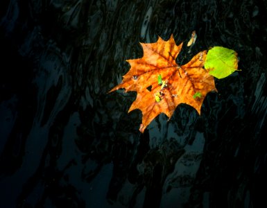 Low Key Floating Leaves photo