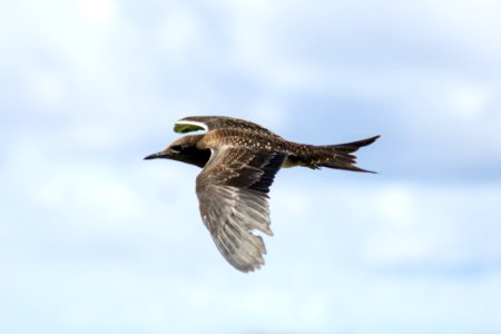 A juvenile sooty tern (Onychoprion fuscatus) in flight