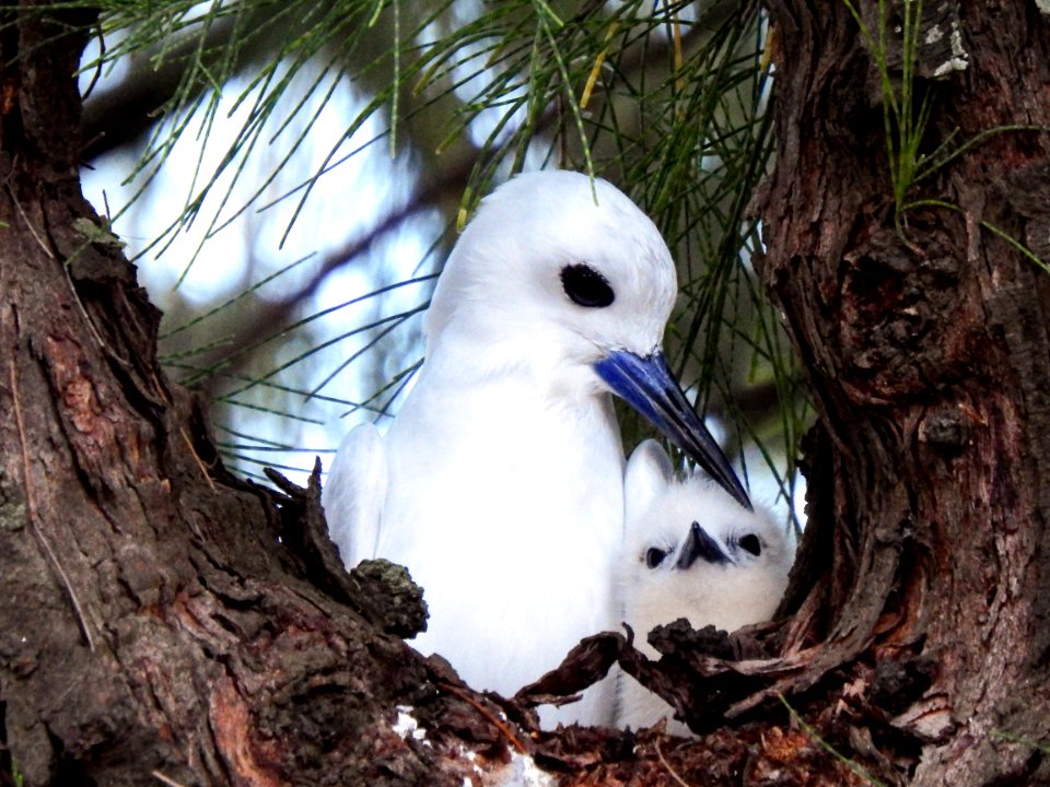 A mother white tern (Gygis alba) and her chick, conveniently located on my walk to the Clipper House dining hall