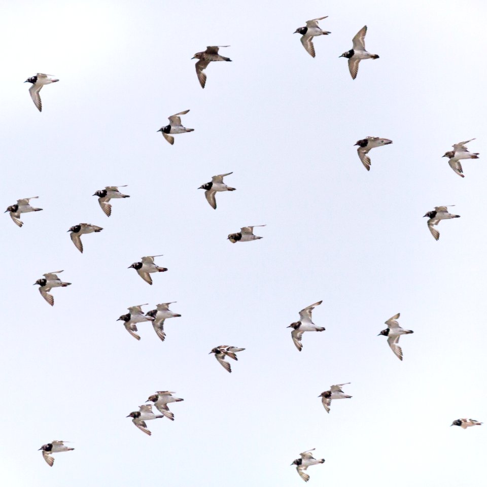 A flock of ruddy turnstones (Arenaria interpres) plus one Pacific golden plover (Pluvialis fulva) flies over Eastern Island