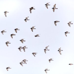 A flock of ruddy turnstones (Arenaria interpres) plus one Pacific golden plover (Pluvialis fulva) flies over Eastern Island