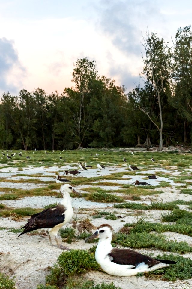 Juvenile Laysan albatrosses (Phoebastria immutabilis)
