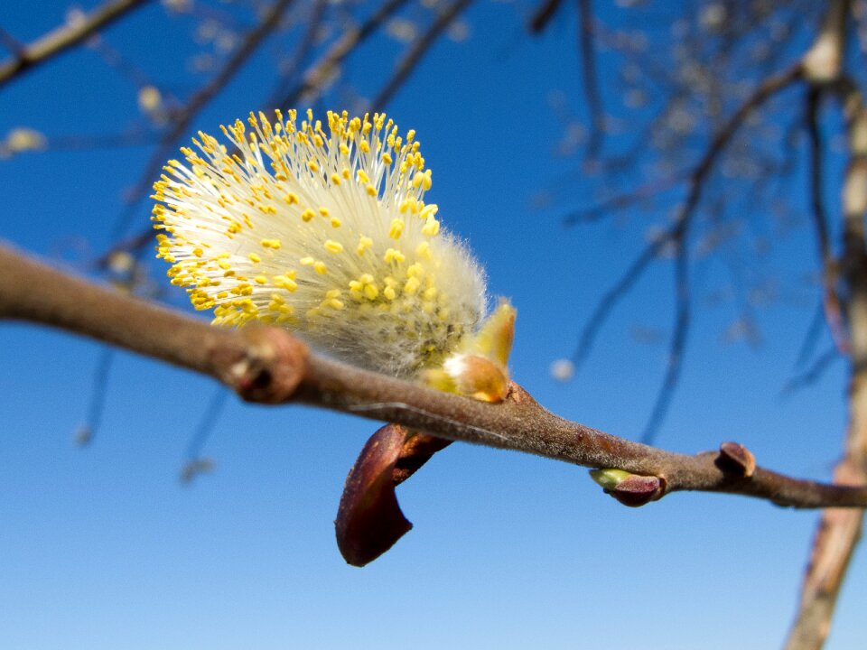 Spring tree a branch