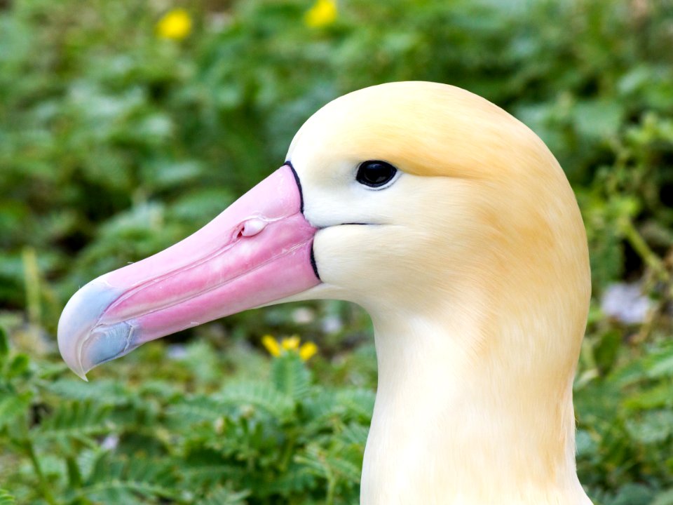 Close-up of a short-tailed albatross (Phoebastria albatrus)