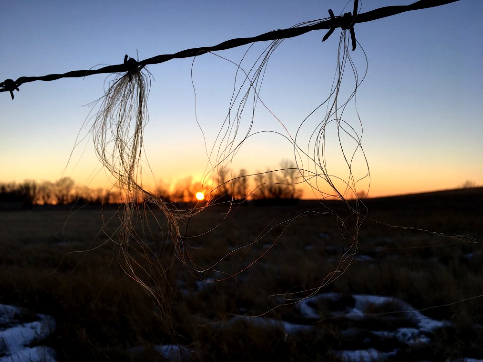 Caught on the Line