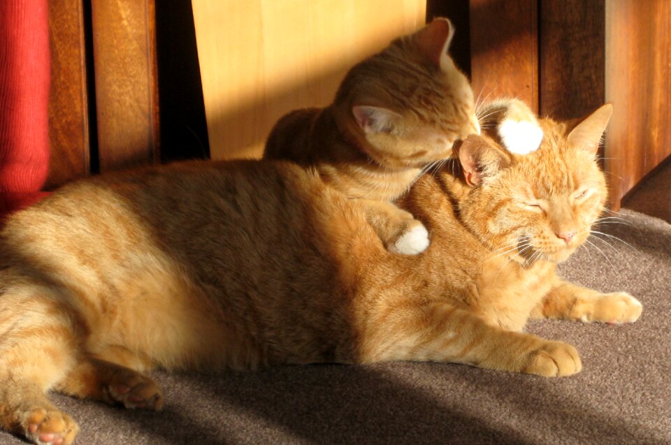 Tabby brothers indoors