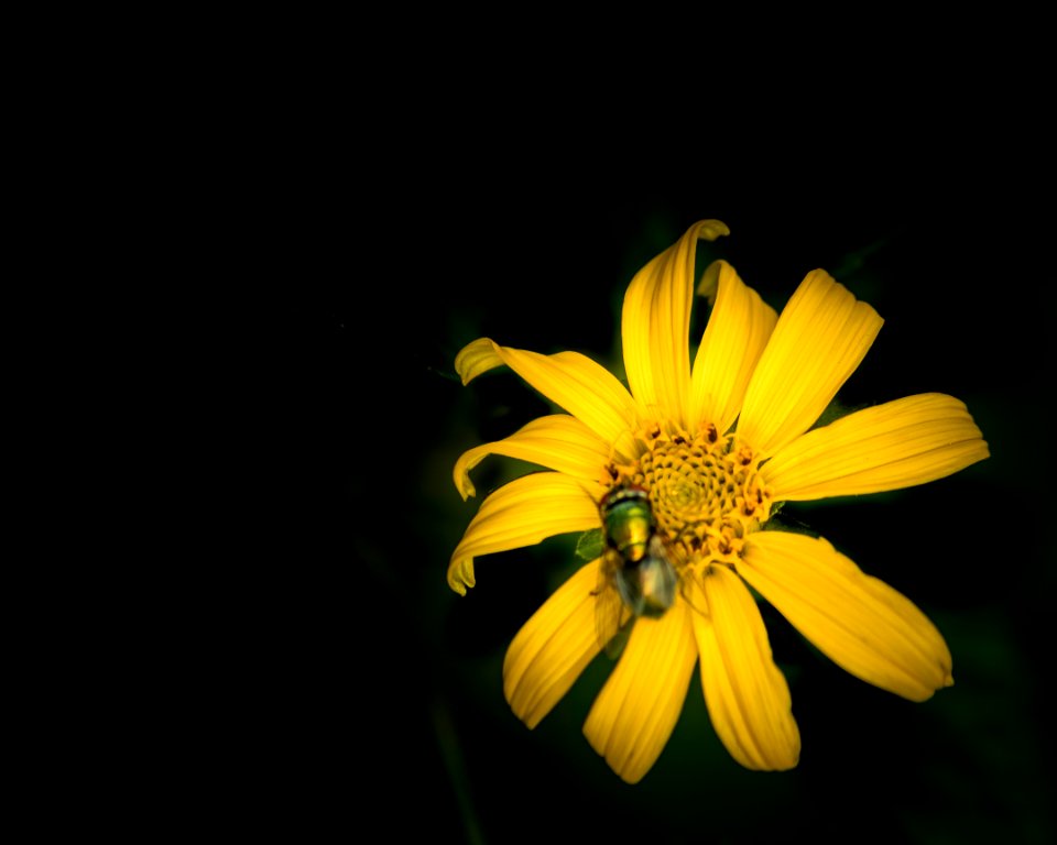 Low Key Flower with insect