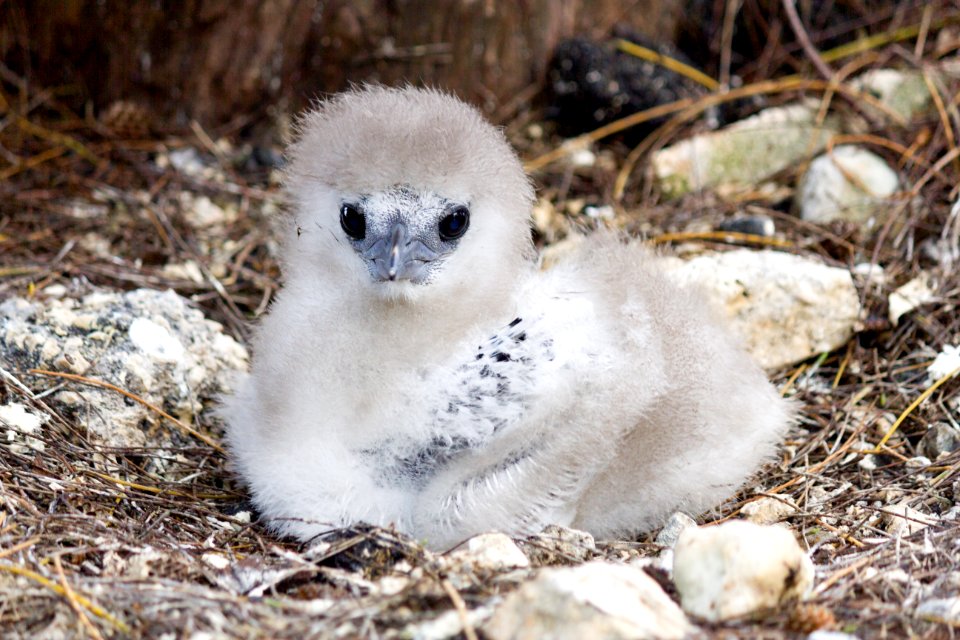 A fuzzy red-tailed tropicbird (Phaethon rubricauda) chick