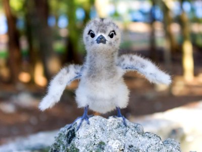 A precocious white tern (Gygis alba) chick