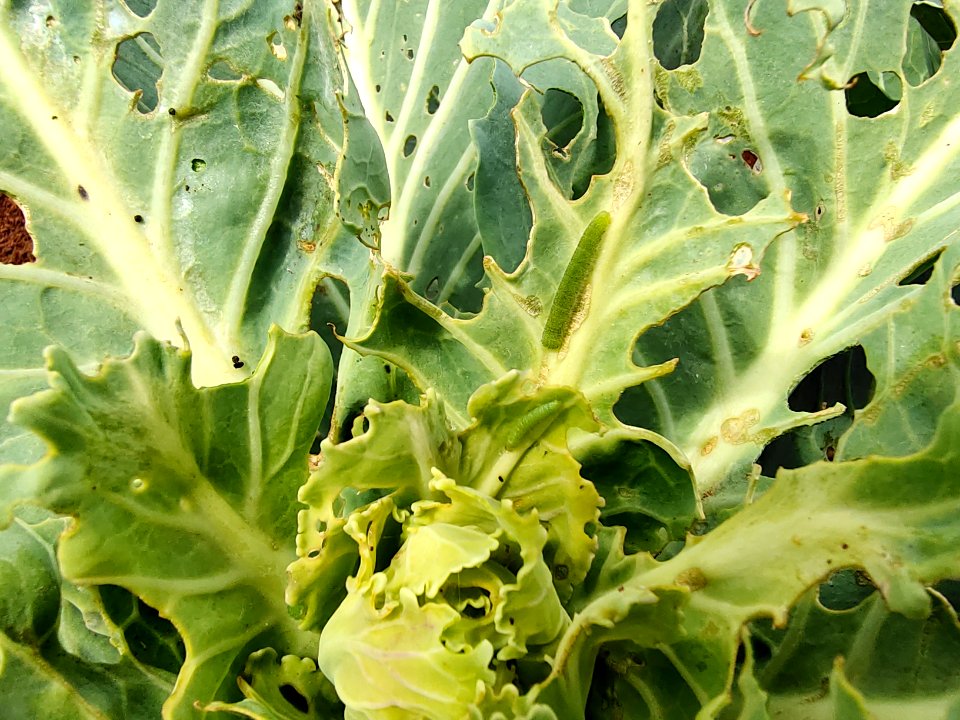 Diamondback moth larvae in cabbage.