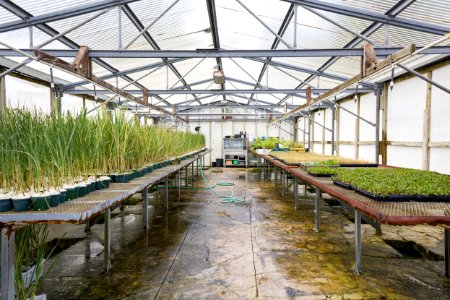 Various native plants are propagated in Midway's shadehouse photo