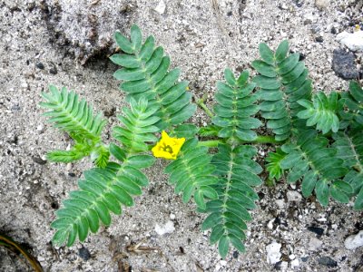 Flower and vine of nohu (Tribulus cistoides) photo