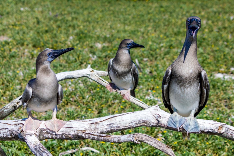 Two juvenile red-footed boobies (Sula sula) look at a third