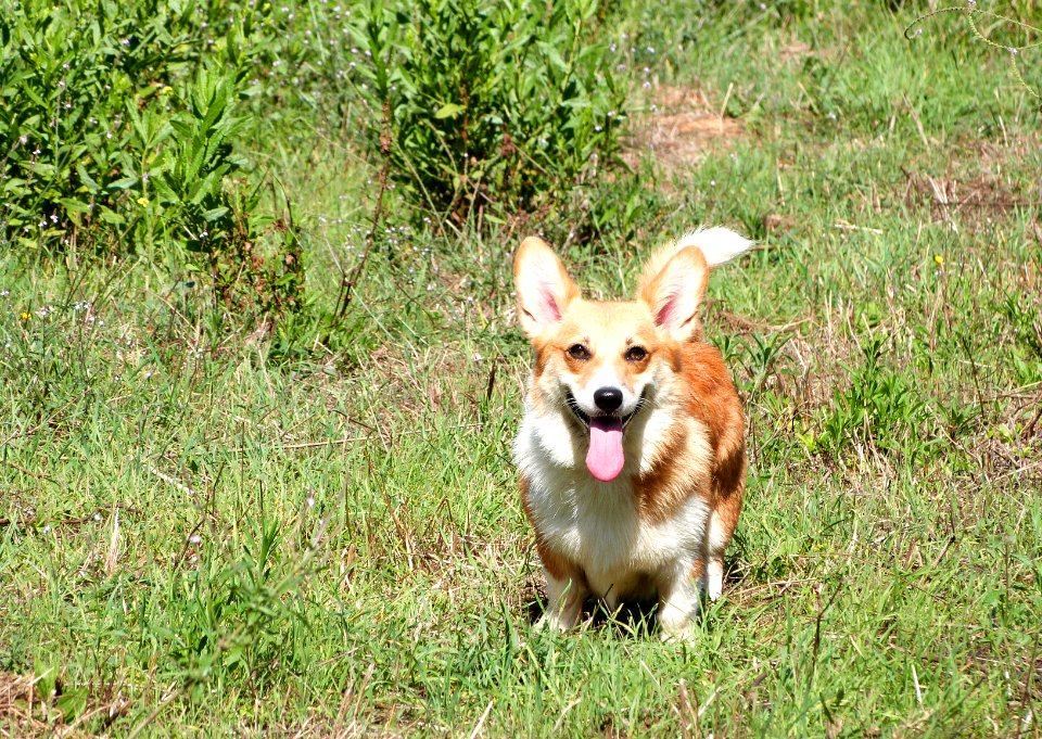 One very happy corgi