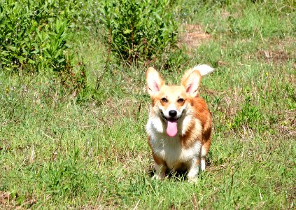 One very happy corgi photo