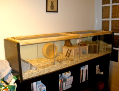 Finished hamster habitat project photo
