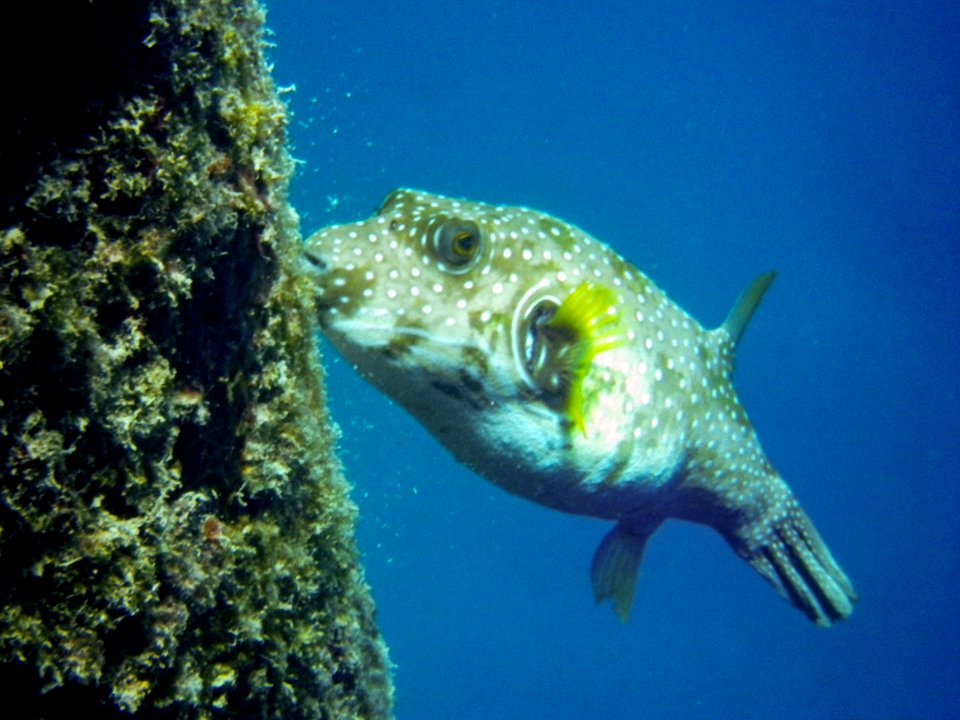 A fish feeds on Midway's cargo pier