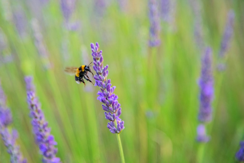 Al profumo di lavanda