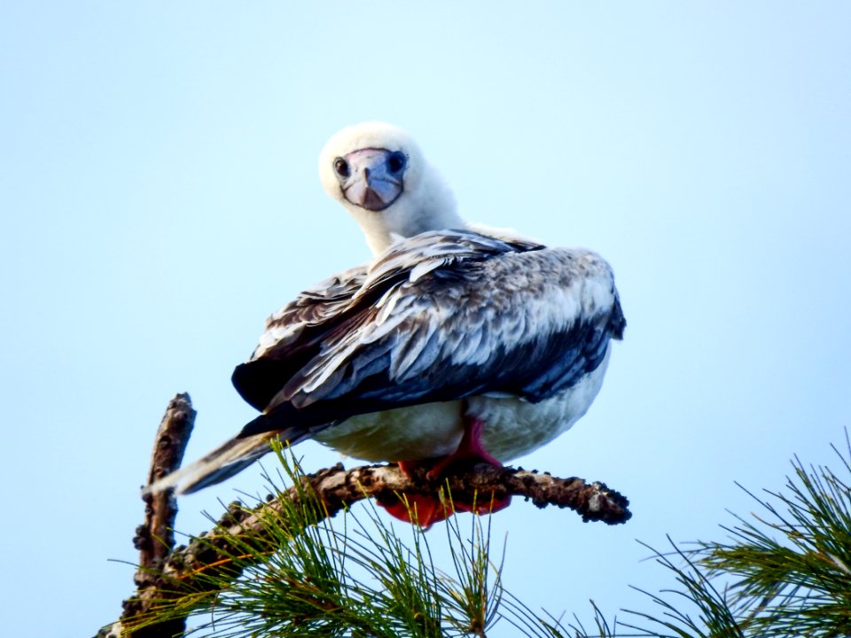 An adult red-footed booby (Sula sula) perches in an ironwood tree