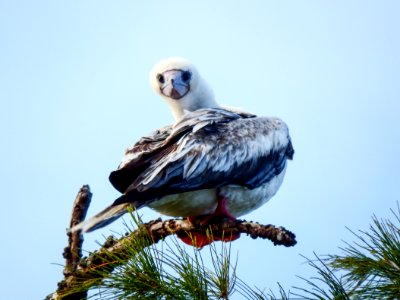 An adult red-footed booby (Sula sula) perches in an ironwood tree photo