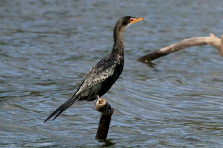 Phalacrocorax africanus 1