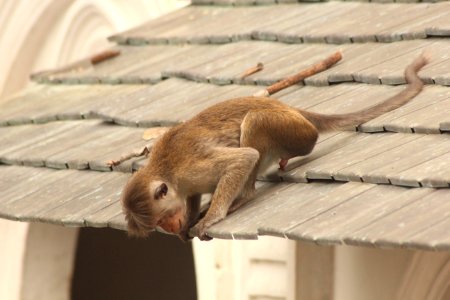 Macaca sinica 3 photo