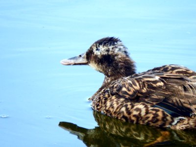 An adult female Laysan duck (Anas laysanensis) exhibiting the characteristing squinting associated with botulism. This individual was captured, treated, immunized, banded, and re-released.