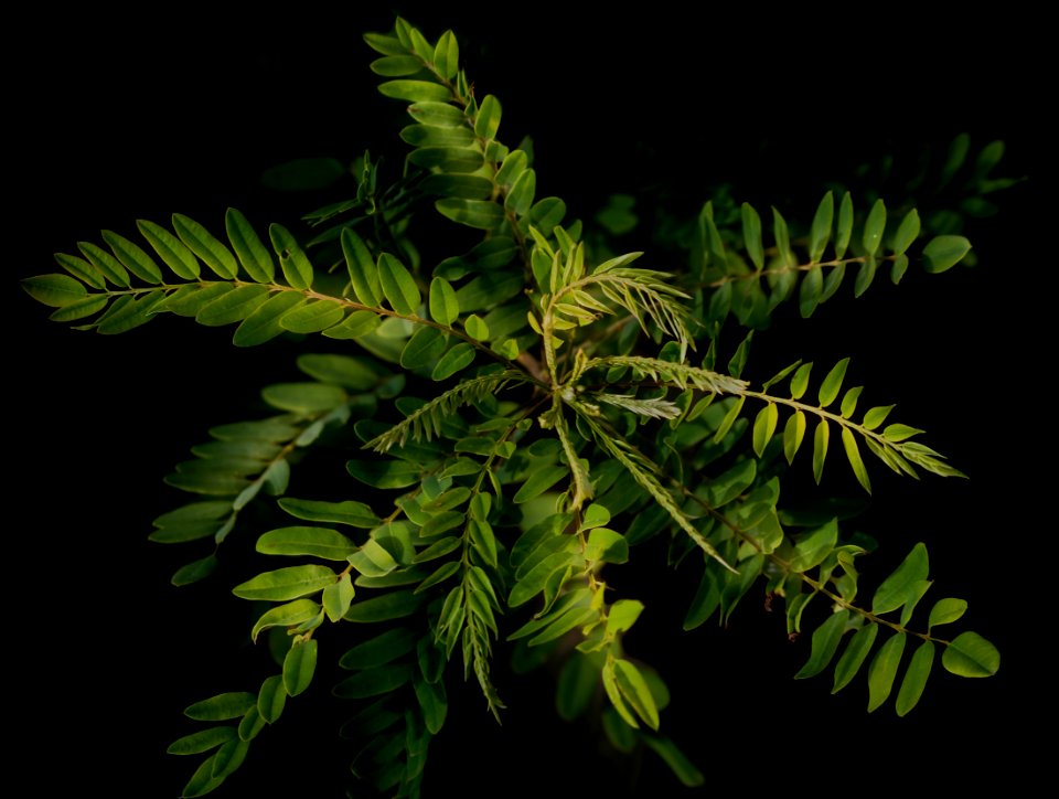 Low Key New Leaves
