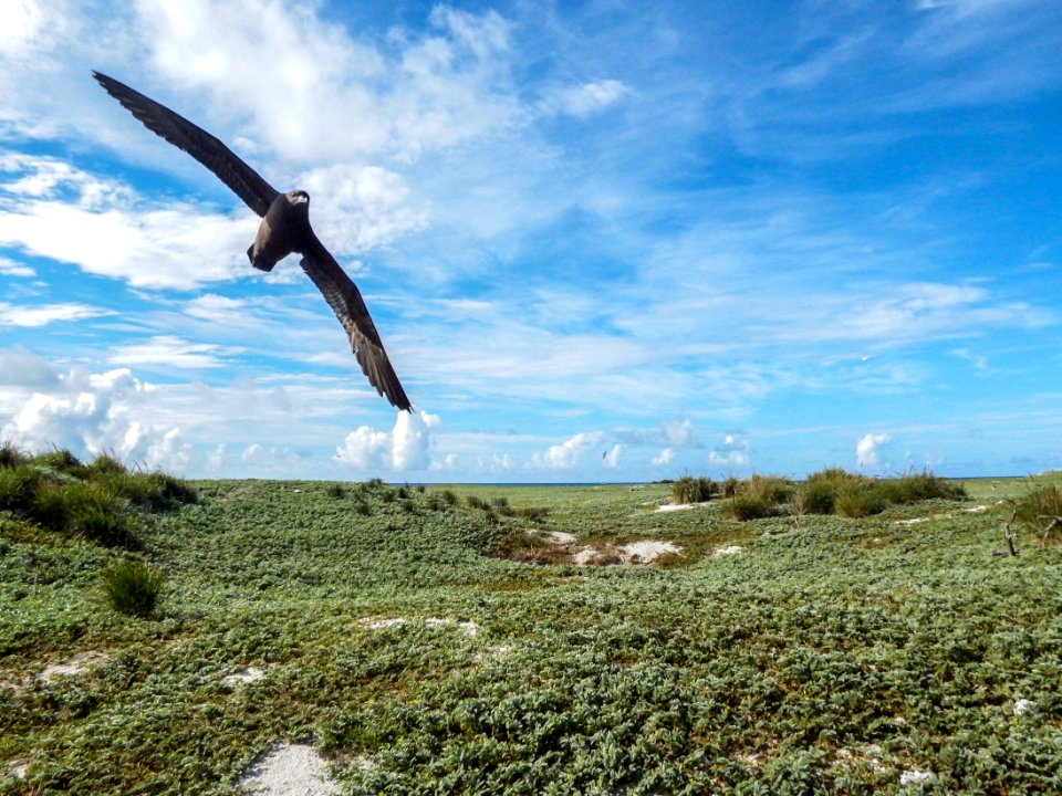 A Christmas shearwater (Puffinus nativitatis) flies over the landscape of Eastern Island