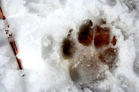 Dog Tracks photo