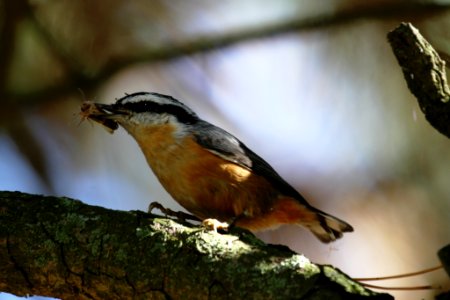 Red-breasted Nuthatch with food