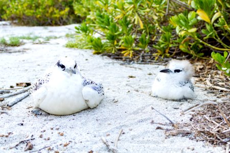 Two red-tailed tropicbird (Phaethon rubricauda) chicks photo