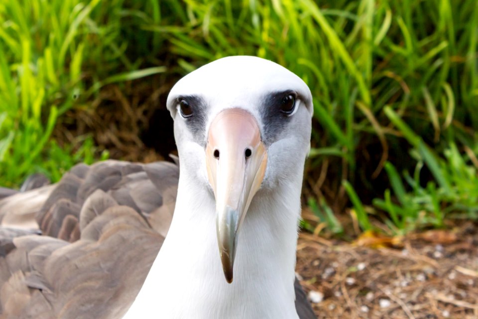 Portrait of a Laysan albatross (Phoebastria immutabilis) photo