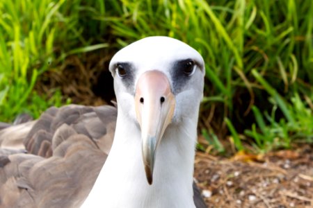 Portrait of a Laysan albatross (Phoebastria immutabilis) photo