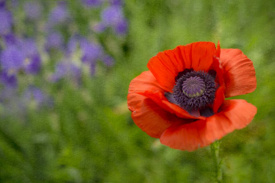 Flower summer floral