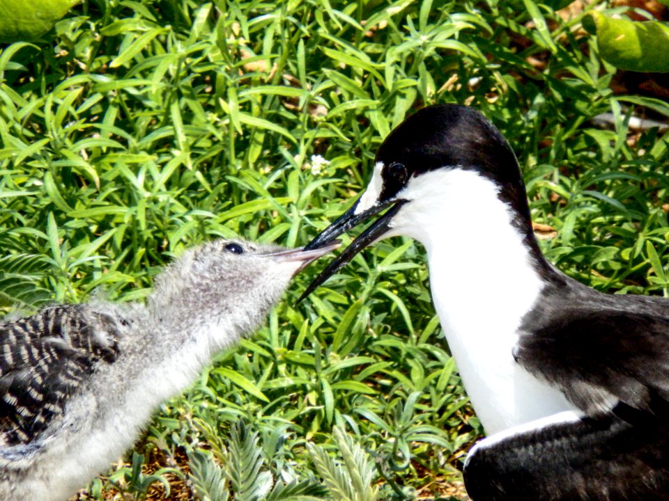 A sooty tern (Onychoprion fuscatus) feeds its chick